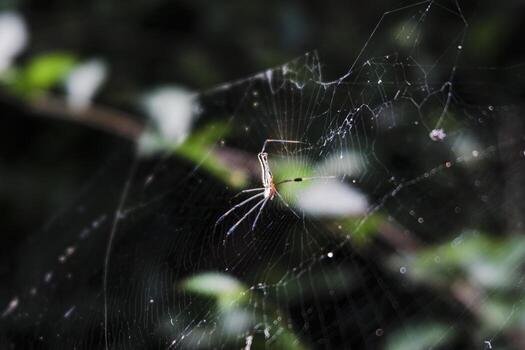 a spider is sitting on its web in the middle of the day photo