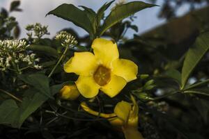 a yellow flower is blooming in the middle of a bush photo