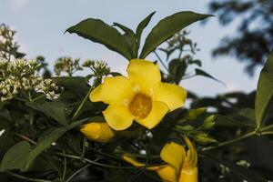 a yellow flower with white petals photo