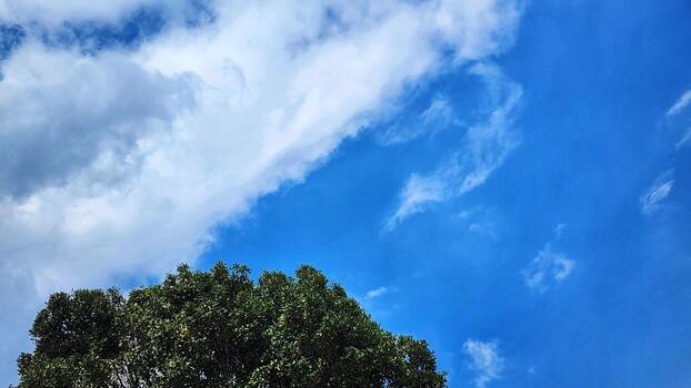 a tree is in the foreground against a blue sky photo