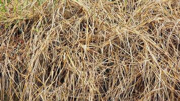 a pile of dry grass in the middle of a field photo