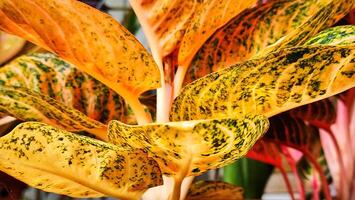 a close up of a plant with many different colors photo