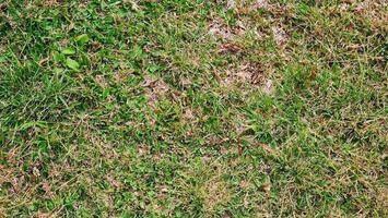 Green grass background. Close up of grass texture. Natural green grass background. photo