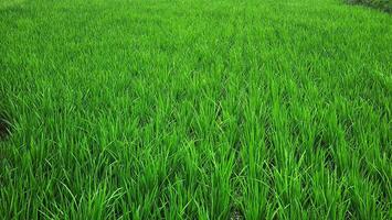 a field of green grass with a road in the background photo