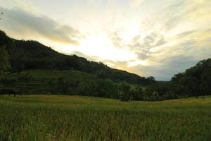 a field of green grass photo