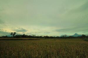 a field with tall grass and a mountain in the background photo