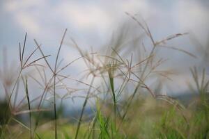 grass in the field photo