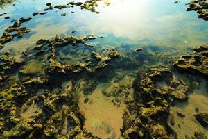 A rock in the water is covered with algae photo