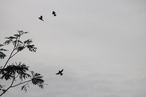 a flock of birds flying in the sky photo