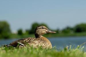 a duck sitting in the grass near a lake photo
