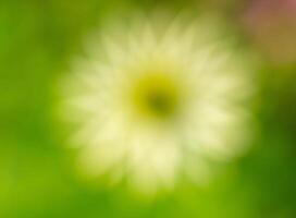 a blurry image of a yellow flower in a green field photo