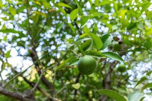 a green orange fruits is hanging from a tree photo