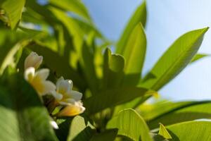 a white flower is growing on a green plant photo