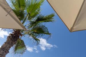 beach at the resort, view from below as if from a sunbed to an umbrella, palm tree and clear blue sky. vacation at sea photo