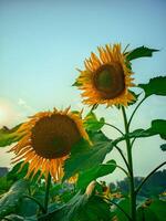 A golden sunflower bathed in warm sunlight standing tall against a clear blue sky photo