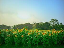 A solitary sunflower capturing the essence of nature's beauty in the golden hour photo