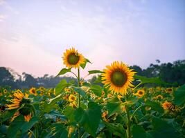 Bright yellow sunflower petals radiating joy in a sea of endless green stems photo