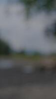 A Soft and Appealing Blurry Landscape Showcasing Various Natural Elements in Gentle, Calm Colors video