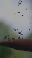 Soil and Nature A Profound Exploration of Capturing the Essence of Earth in Motion video