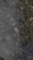 The Beautifully Textured Pebbles Beneath the Water Surface Create a Unique Visual Experience video
