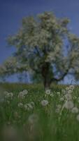 Serene Spring Landscape Featuring Beautiful Dandelions and a Blossom Tree in Bloom video