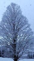 A Majestic Winter Tree Standing Tall and Elegantly Covered in Beautiful Layers of Snow video