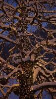 A SnowCovered Tree Adorned with Twinkling Lights Captivates in the Peaceful Winter Night video