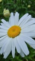 Close-up of a daisy flower, showing bright white petals and a striking yellow center. Next to it is an unopened smaller bud, hinting at new growth. A background of soft greens adds a natural touch. video
