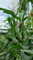 Tall green stalks of corn at the stage of active growth. They show young ears wrapped in leaves with reddish-brown fibers. The leaves are large and pointed, creating a dense green cover. video
