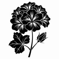 Black and white geranium flower on a white background vector