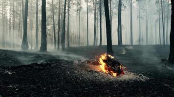 Bonfire in woods. Close up view at burning dry tree in forest with clouds of smoke video