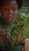Nurturing Indoor Plants A Practical and Enjoyable HandsOn Experience for Everyone video
