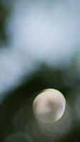 A Soft Focus Abstract Nature Background that Features Beautiful and Striking Bokeh Effects video
