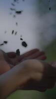 Hands Are Gently Releasing Tiny Particles into the Natural Environment Surrounding Us video