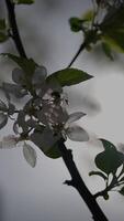 A Delicate Blossom Nestled on a Branch Against a Soft and Dreamy Background Setting video