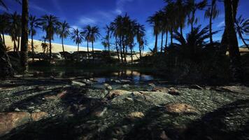 Tranquil oasis surrounded by palm trees at dusk in a desert landscape video