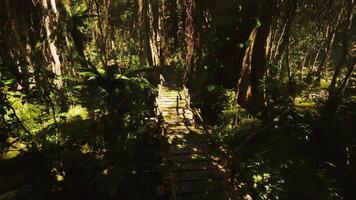 Ancient wooden footbridges crafted by aborigines in a lush jungle environment video