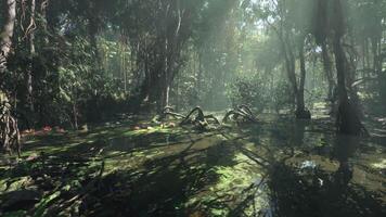 Lush forest with vibrant vegetation and calm water at dawn video