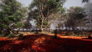 Serene Australian outback landscape with trees and earthy red soil at dawn video