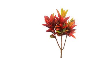 A cut-out image of a colorful Croton leaf with accurate clipping paths, capturing the vivid patterns and hues for botanical and decorative designs. photo