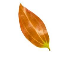 Cut out of a red Cinnamomum verum or True Cinnamon leaf with detailed clipping paths, on white background, the smooth texture and vibrant red hue for seamless integration botanical design projects. photo