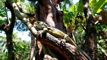 Leguan Sonnenbaden auf ein Baum Kofferraum beim Wald video