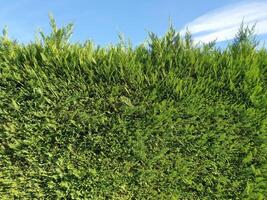 green hedgerow wall background photo