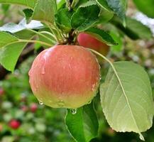 ripe apples in an orchard after the rain photo