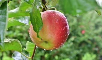 ripe apples in an orchard after the rain photo