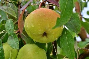 ripe apples in an orchard after the rain photo