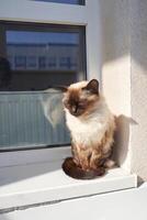 Serene siamese cat basking in sunlight on window sill with photogenic fur and bright reflection photo