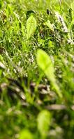 green leaves of dandelions and other grass in spring photo