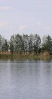 deciduous trees growing on the riverbank photo