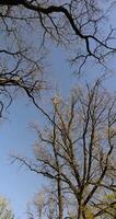 acacia tree in spring without foliage in the park photo